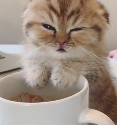 cute kitty with coffee