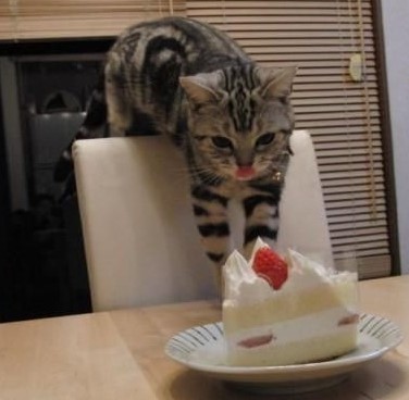 cat loves cake