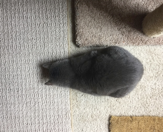 cute cat on carpet